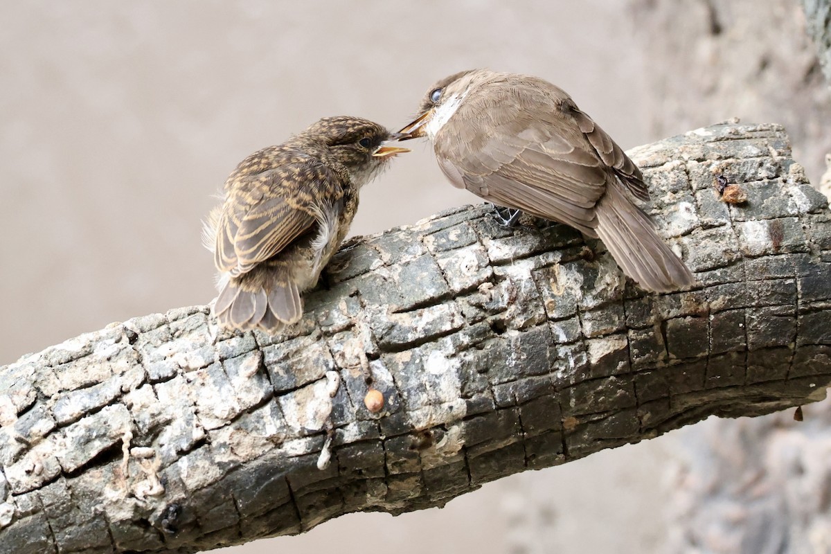 Sumpfschnäpper - ML647395332