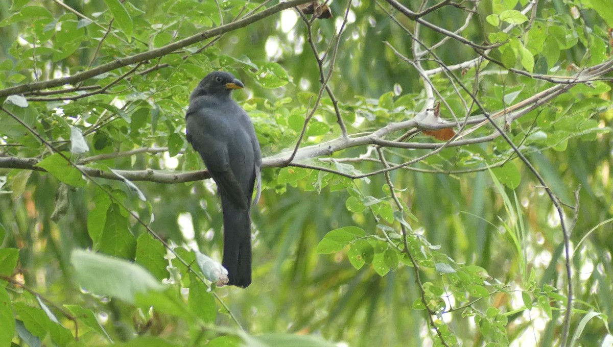 Guayaquiltrogon - ML647395333