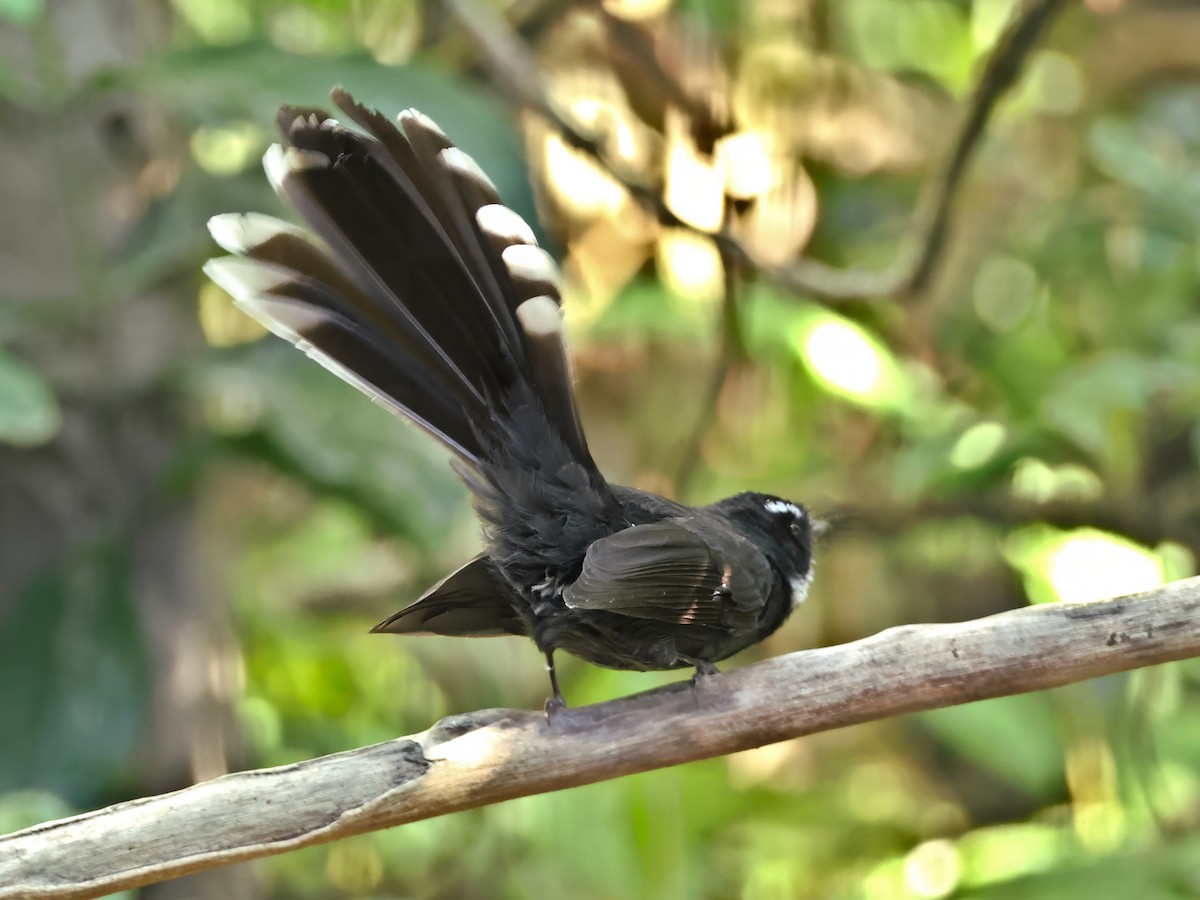 Weißkehl-Fächerschwanz - ML647395334