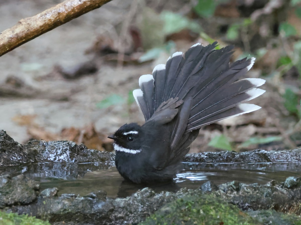 Weißkehl-Fächerschwanz - ML647395335