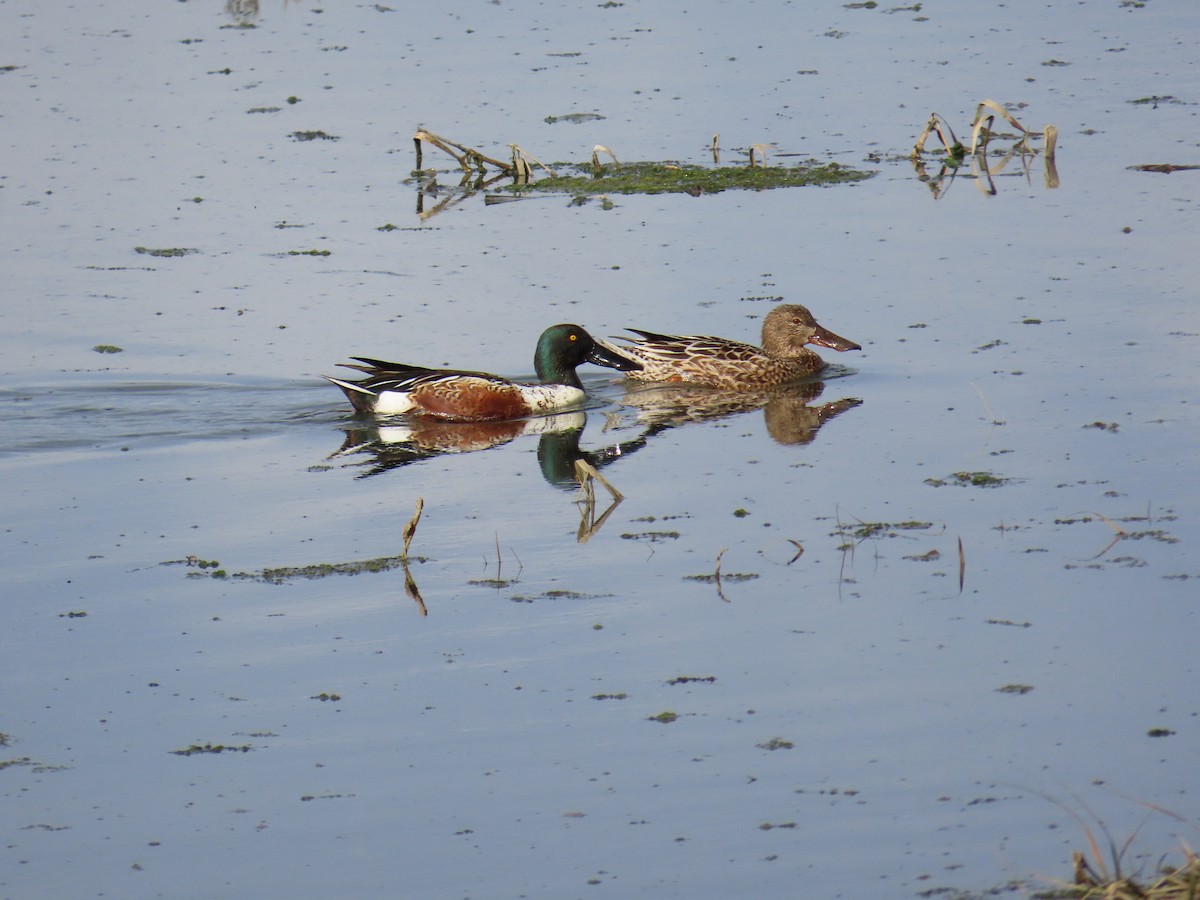 Löffelente - ML647395336