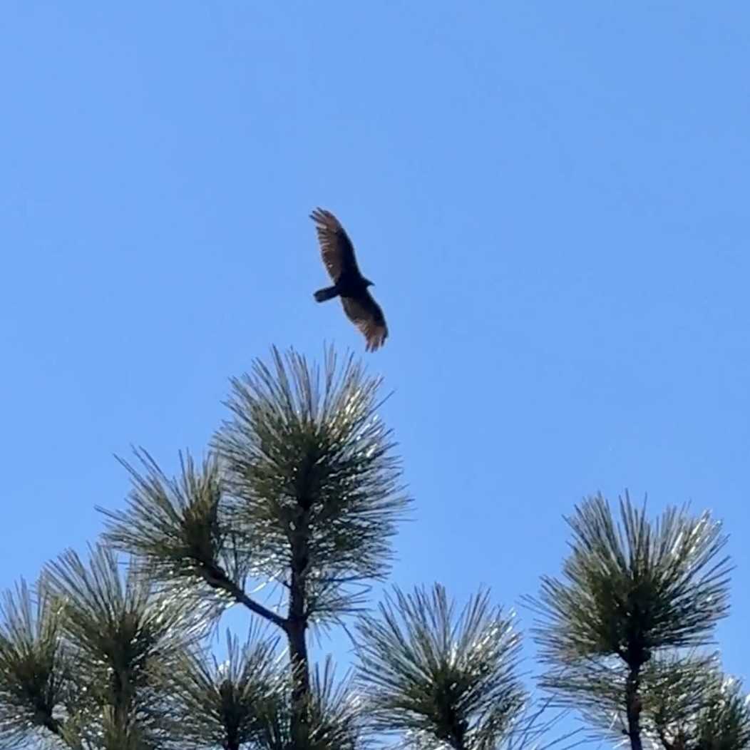 Truthahngeier - ML647395337