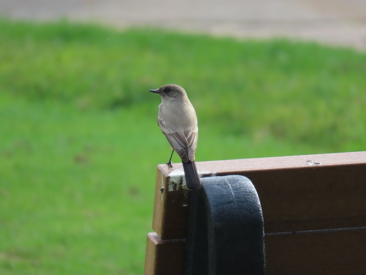 Zimtbauch-Phoebetyrann - ML647395338