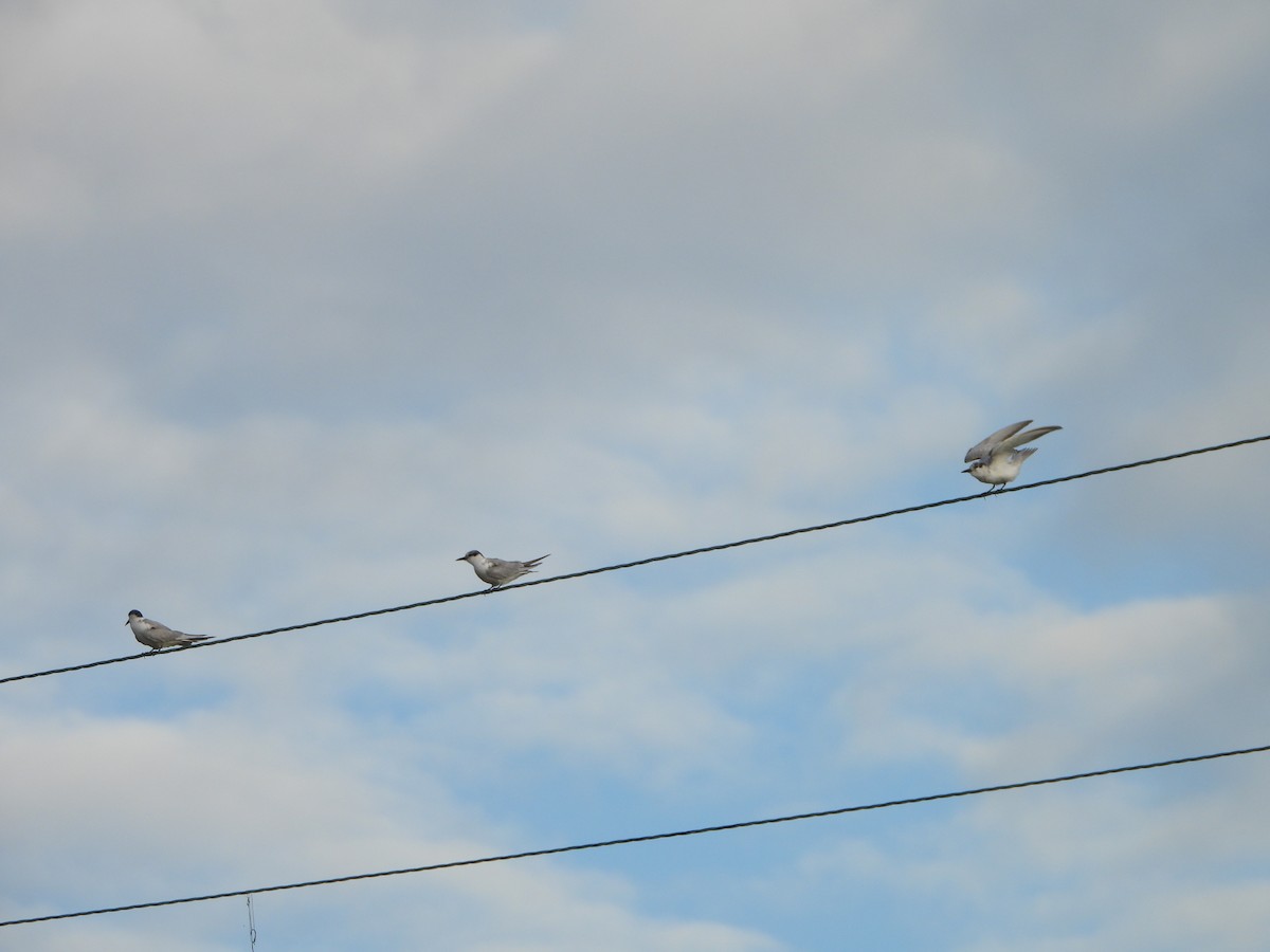 Weißbart-Seeschwalbe - ML647395339