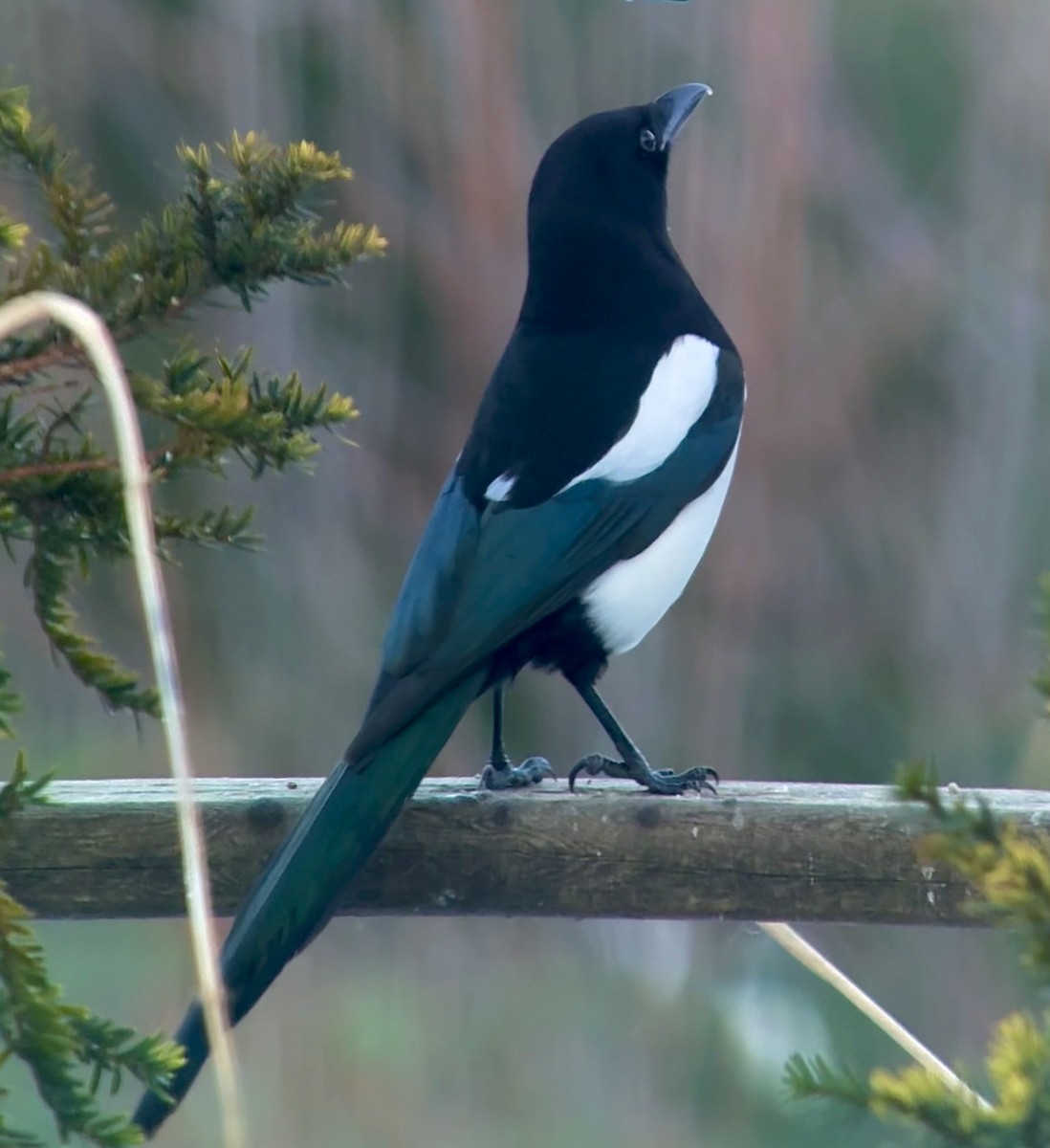 Hudsonelster - ML647395340