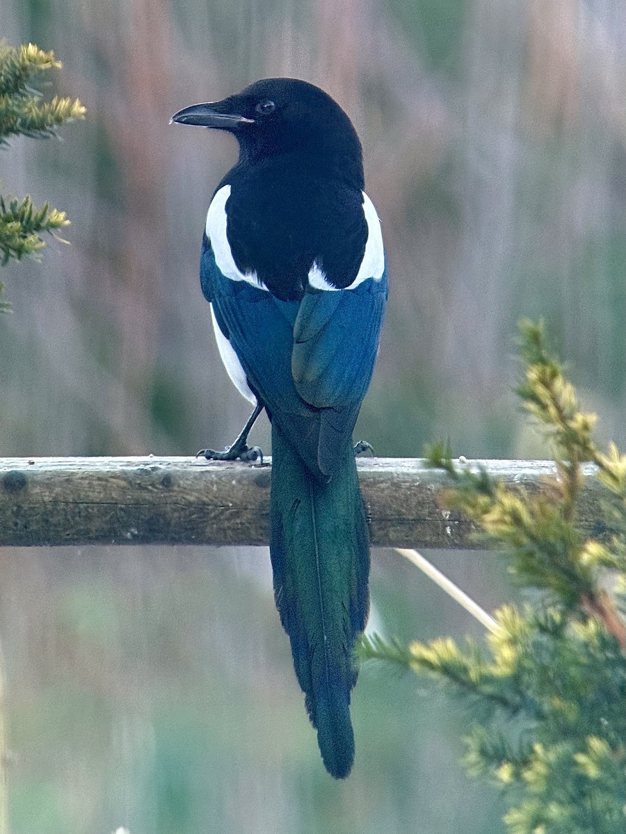 Hudsonelster - ML647395341