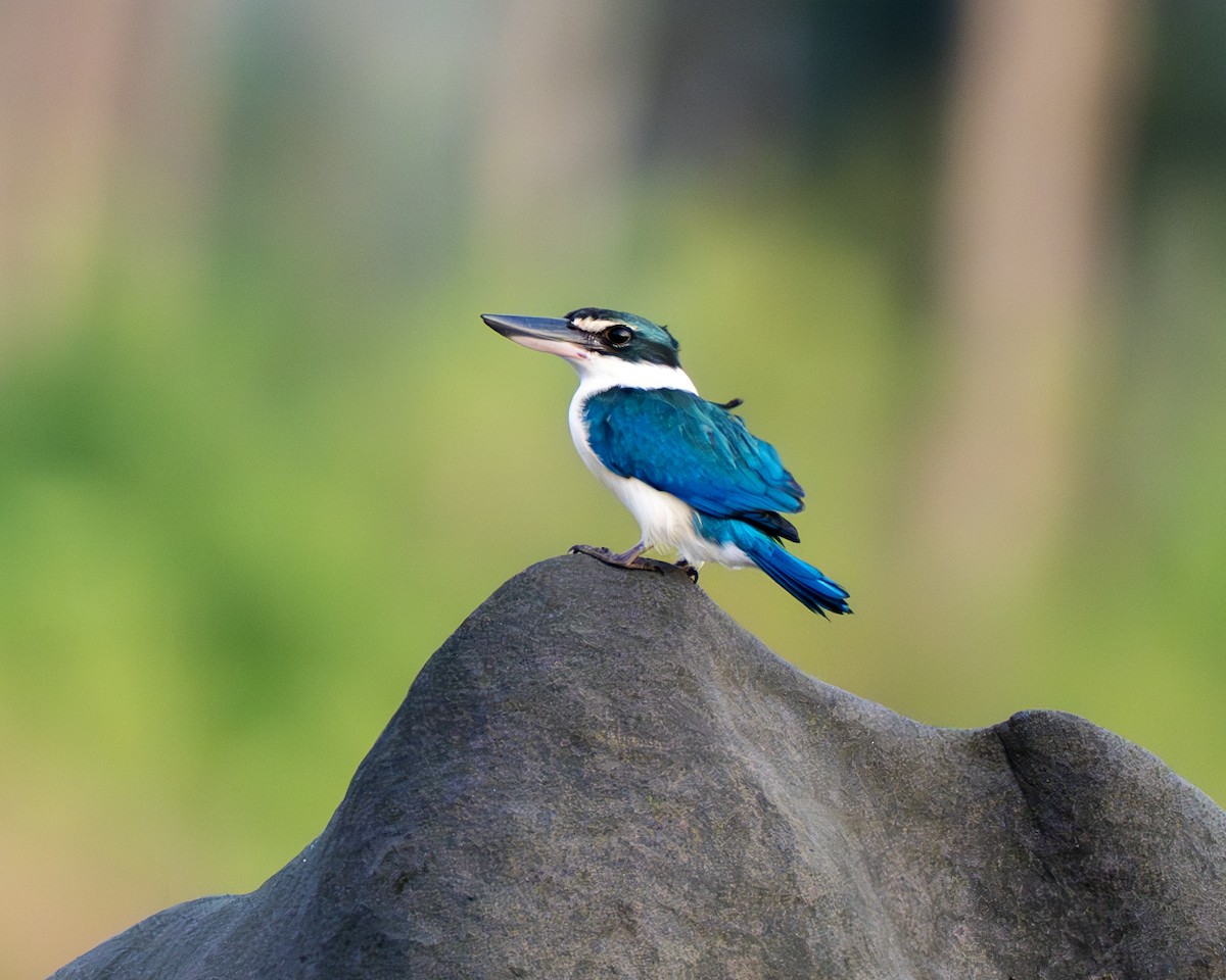 Альціон білошиїй - ML647395343