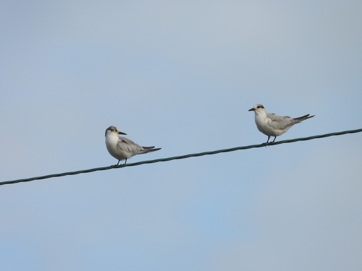 Whiskered Tern - ML647395345