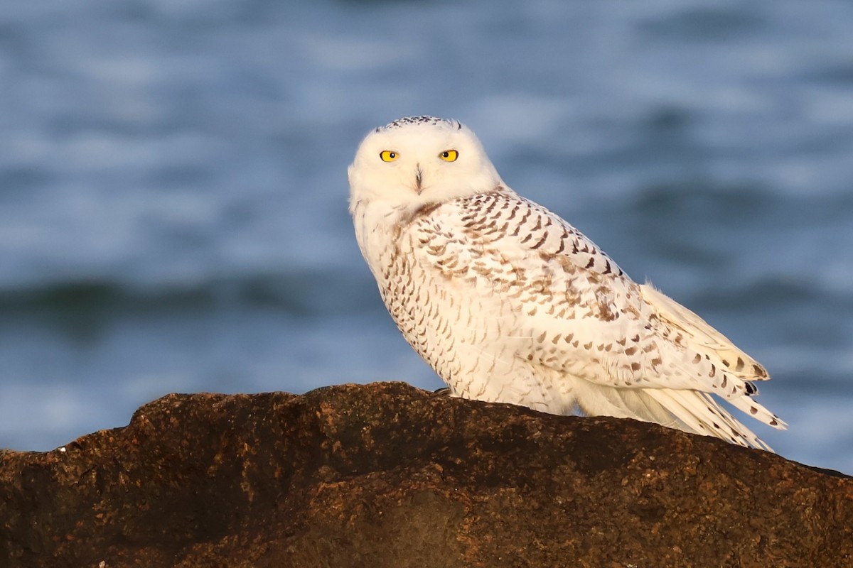 Snowy Owl - ML647395347