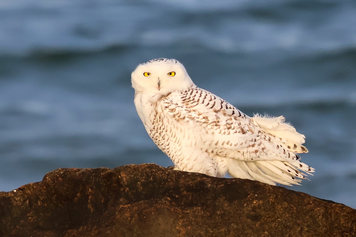 Snowy Owl - ML647395348