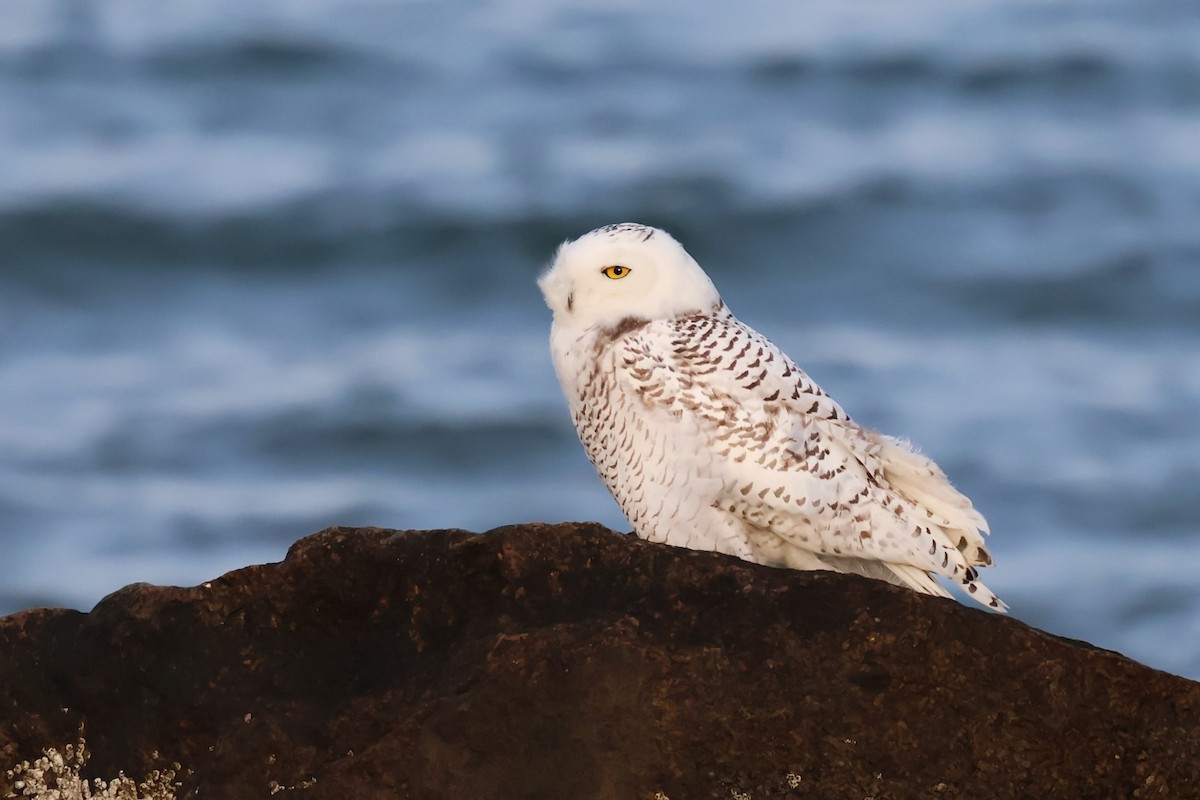 Snowy Owl - ML647395349