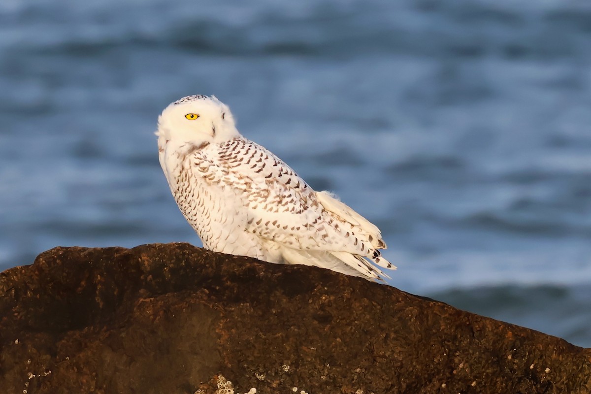 Snowy Owl - ML647395350
