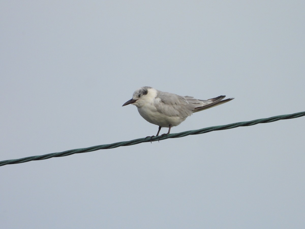 Fumarel Cariblanco - ML647395361