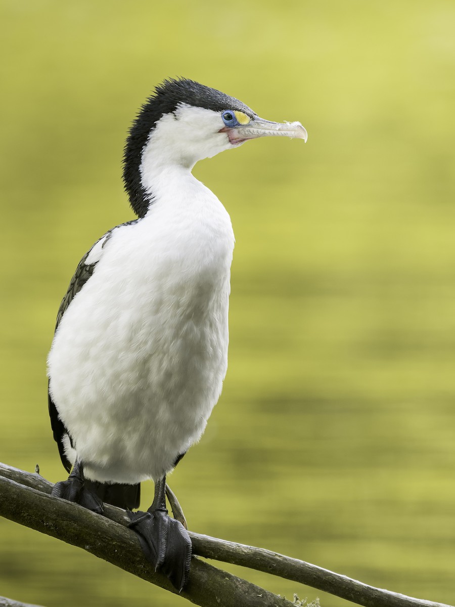 Cormorán Pío - ML647395362