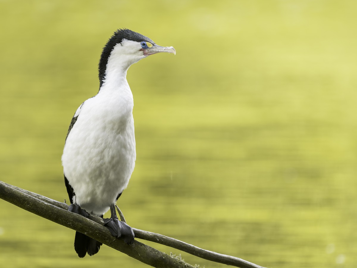 Cormorán Pío - ML647395363