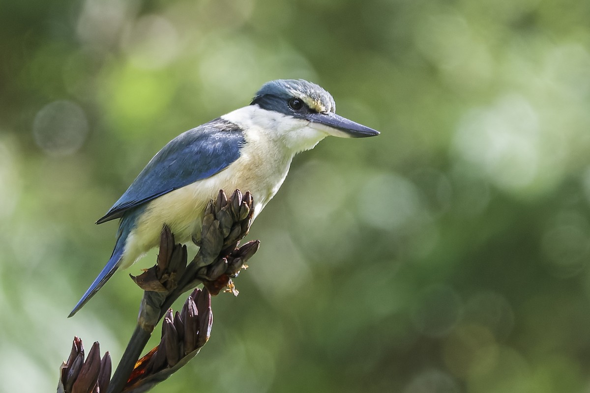 Alción Sagrado - ML647395364