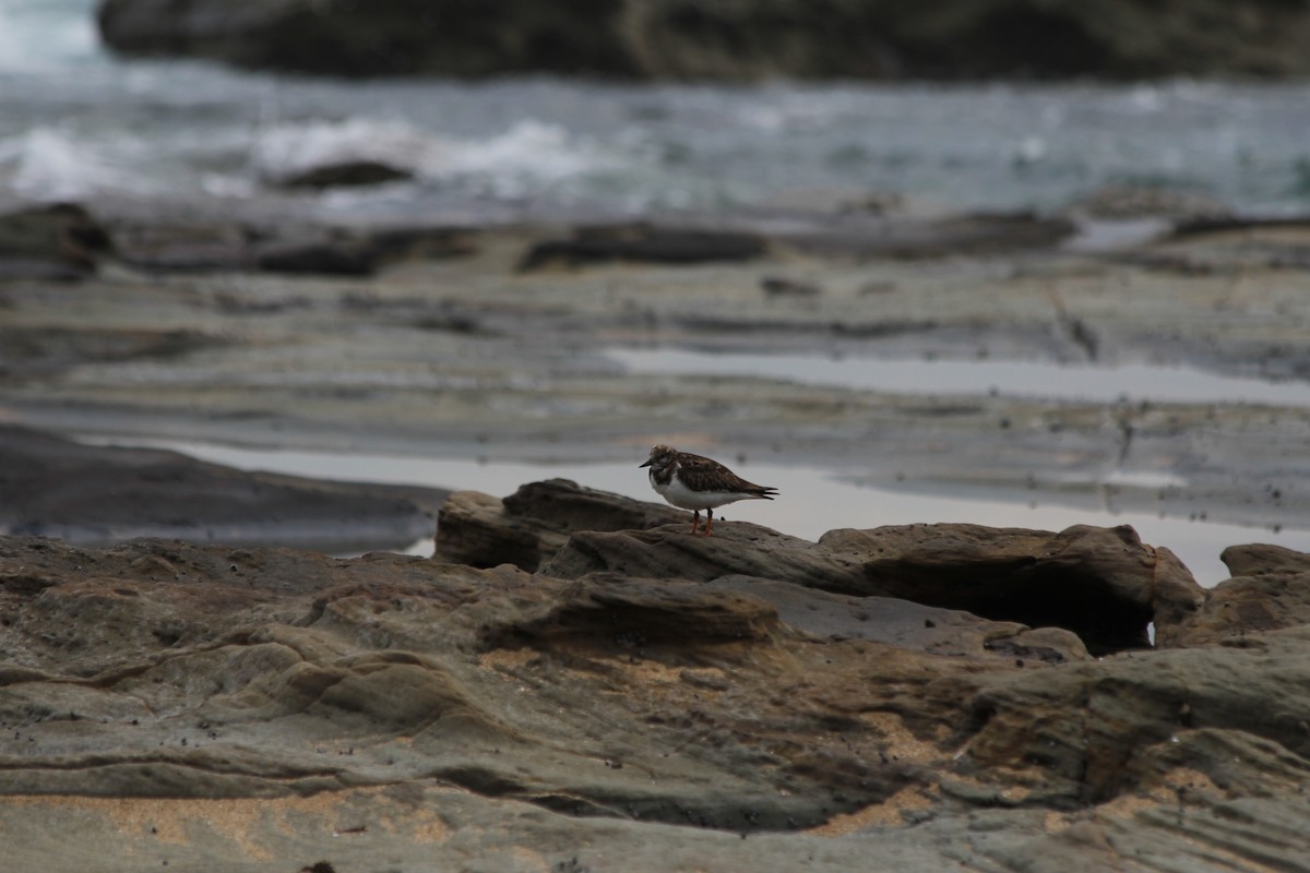 Vuelvepiedras Común - ML647395365