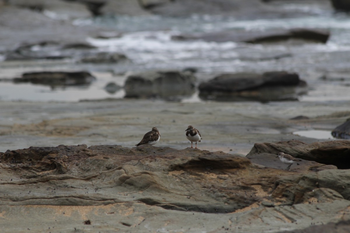 Vuelvepiedras Común - ML647395366