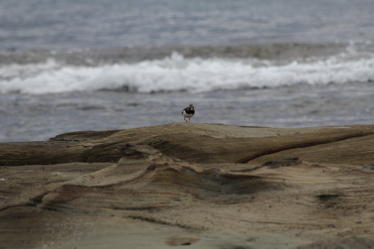 Vuelvepiedras Común - ML647395367