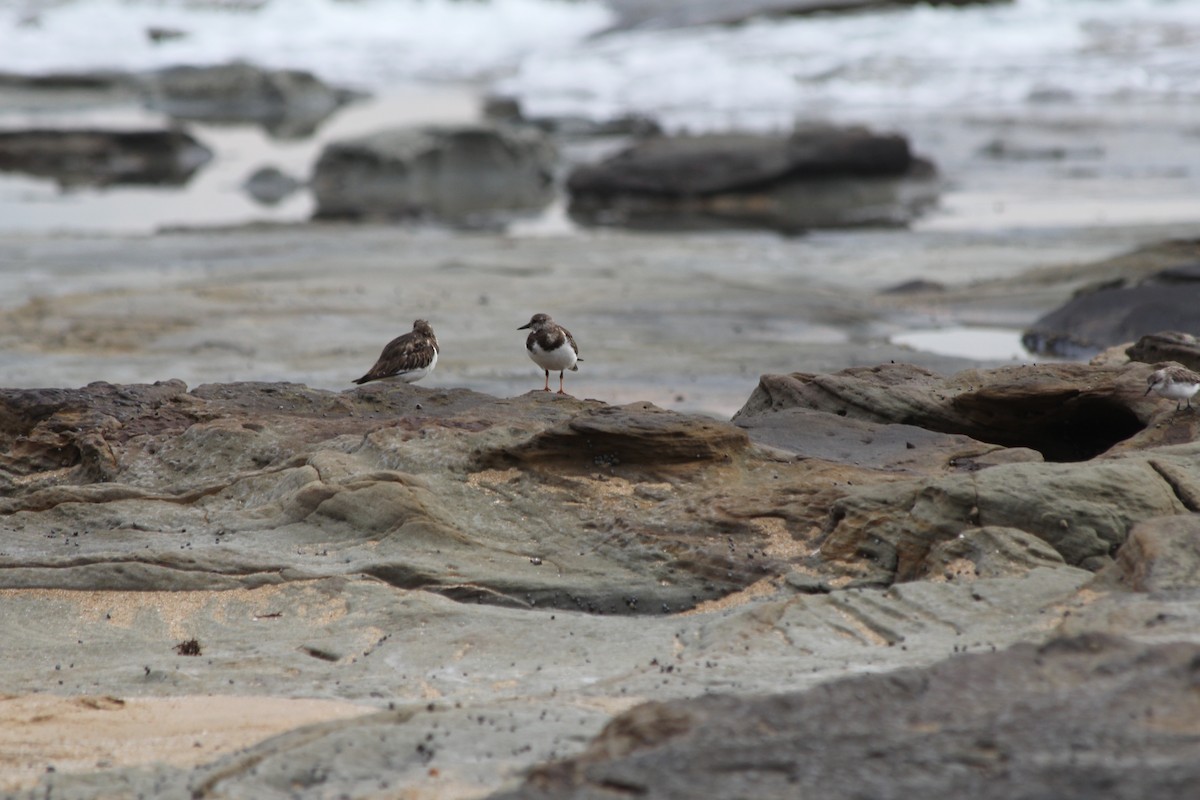 Vuelvepiedras Común - ML647395368