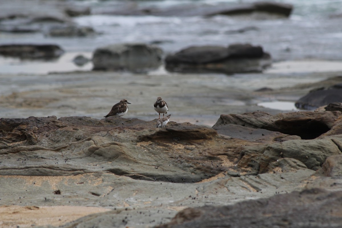 Vuelvepiedras Común - ML647395369