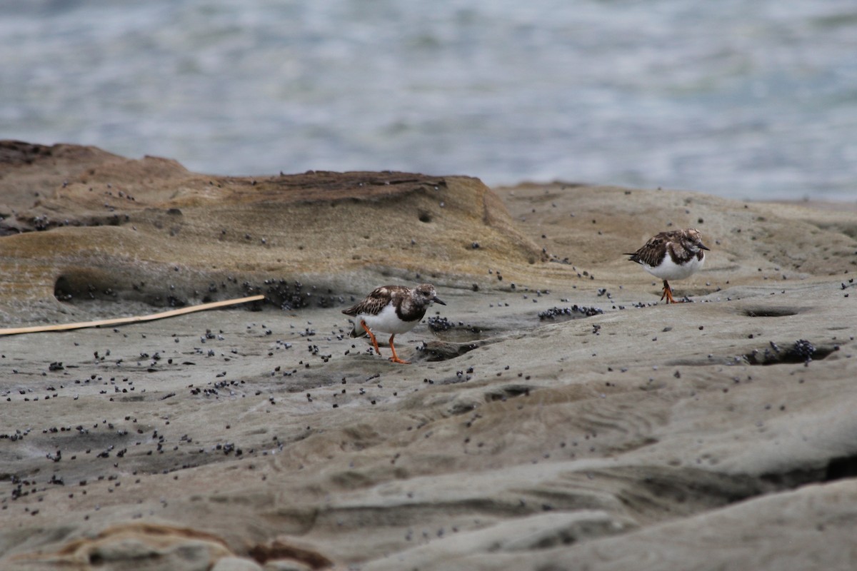 Vuelvepiedras Común - ML647395370