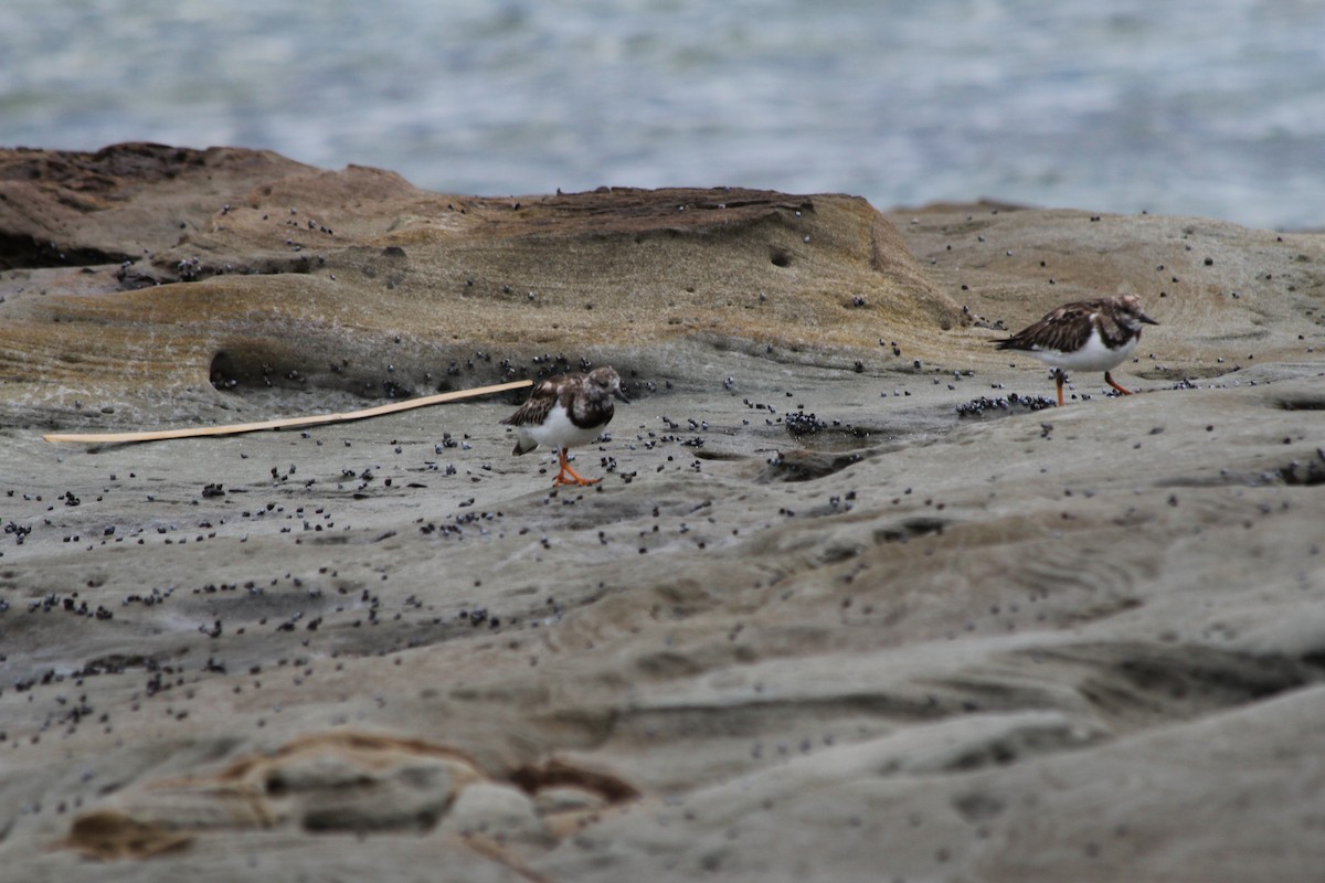 Vuelvepiedras Común - ML647395371