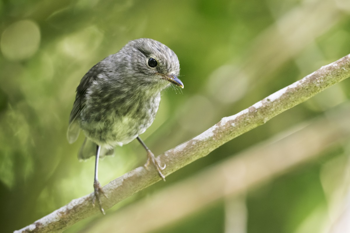 Petroica de Isla Norte - ML647395372