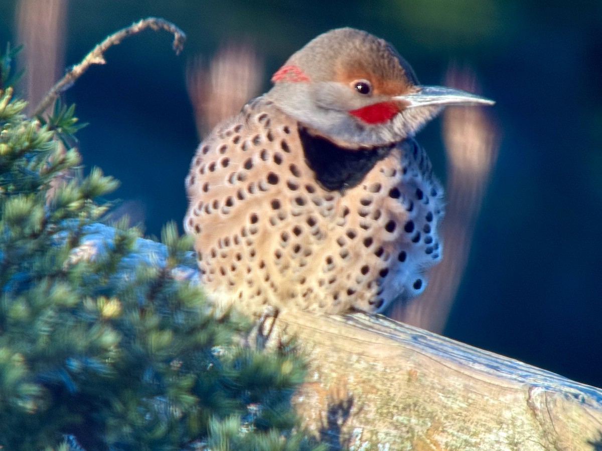 Carpintero Escapulario (Dorado x Rojizo) - ML647395377