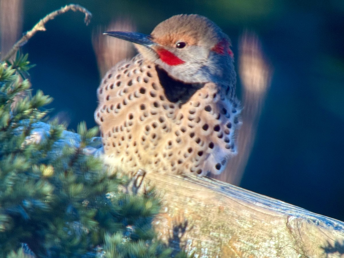 Carpintero Escapulario (Dorado x Rojizo) - ML647395378