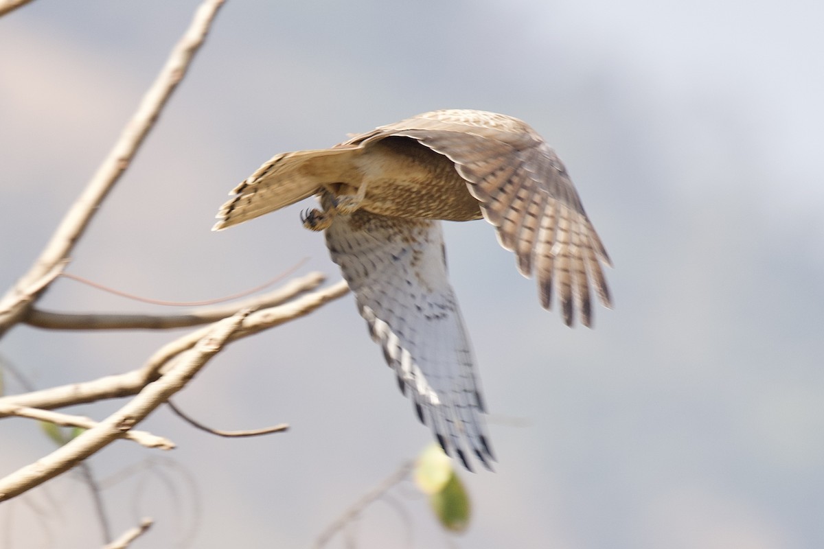 Busardo Tisa - ML647395379