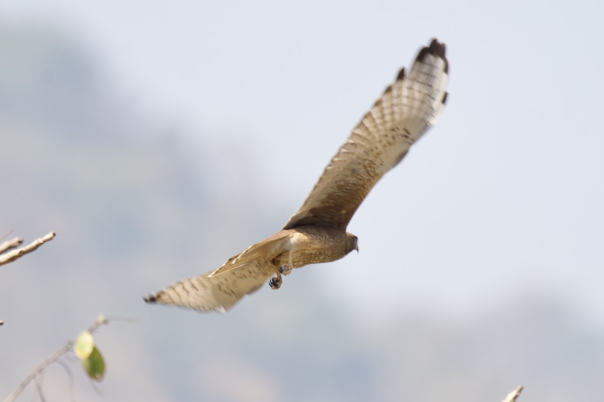 Busardo Tisa - ML647395380