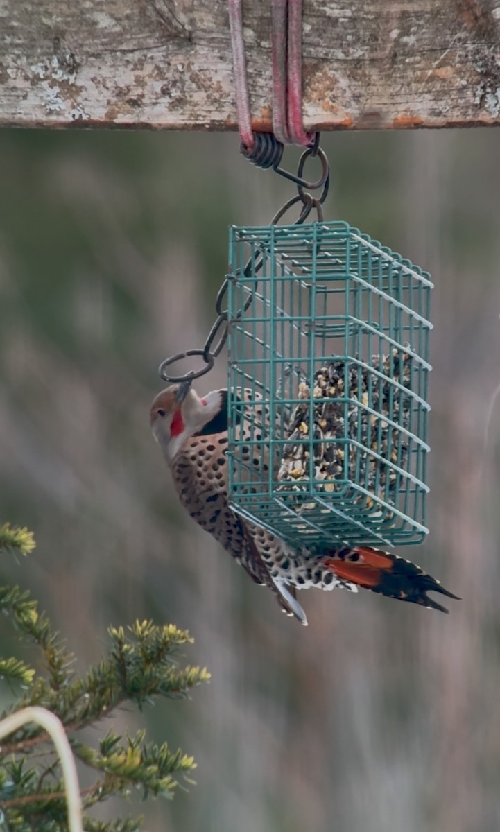 Carpintero Escapulario (Dorado x Rojizo) - ML647395382