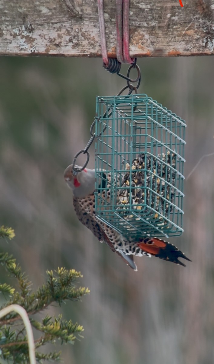 Carpintero Escapulario (Dorado x Rojizo) - ML647395383