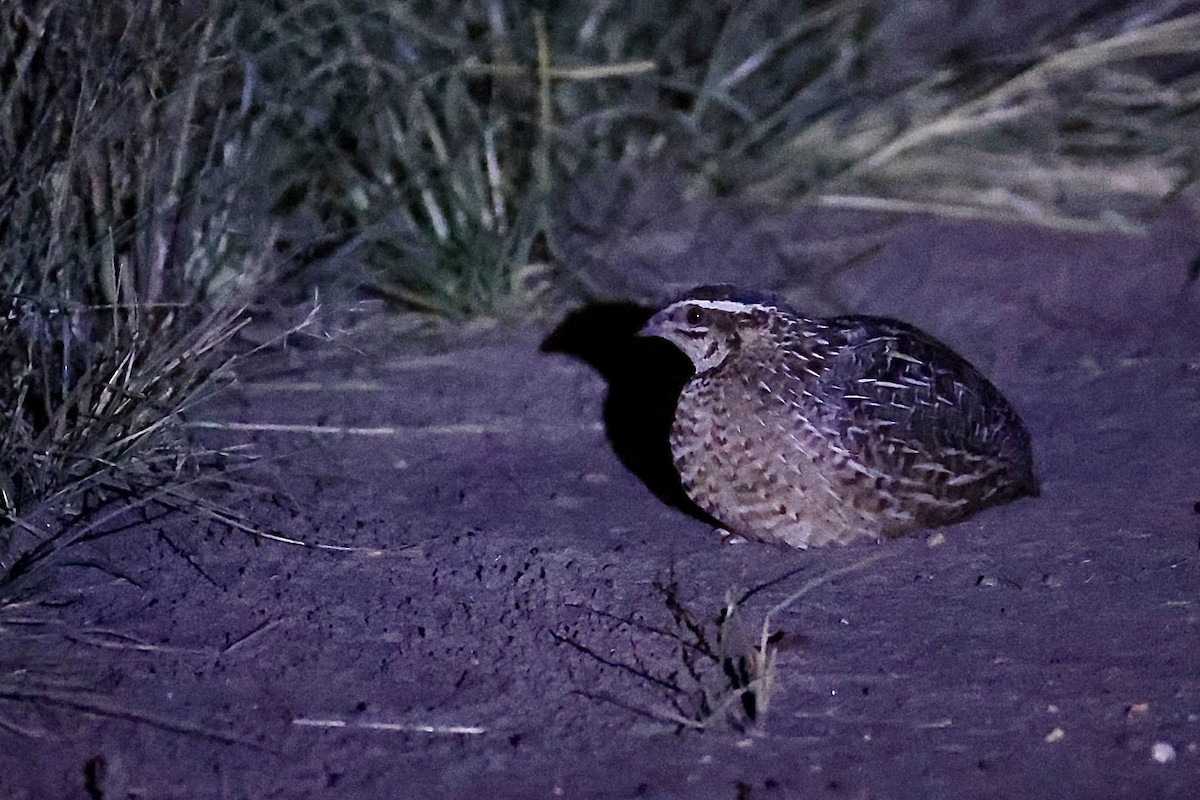 Codorniz Arlequín - ML647395384