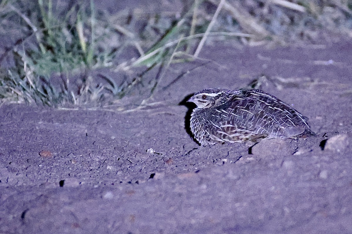 Codorniz Arlequín - ML647395385