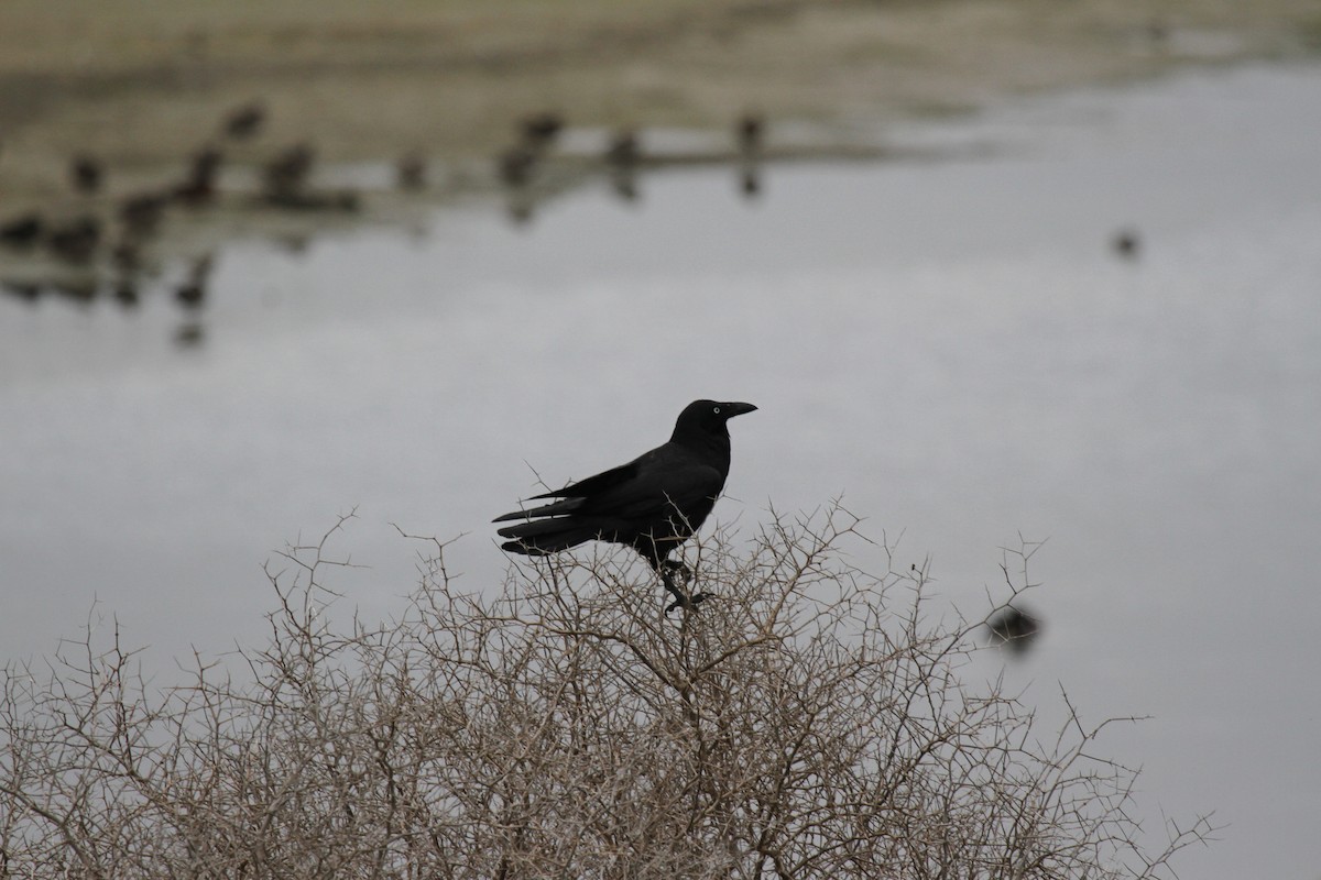 Cuervo de Tasmania - ML647395386