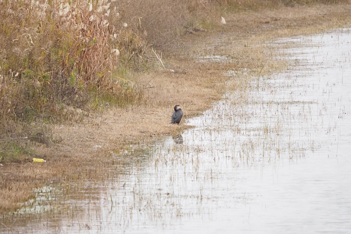 Cormorán Japonés - ML647395387