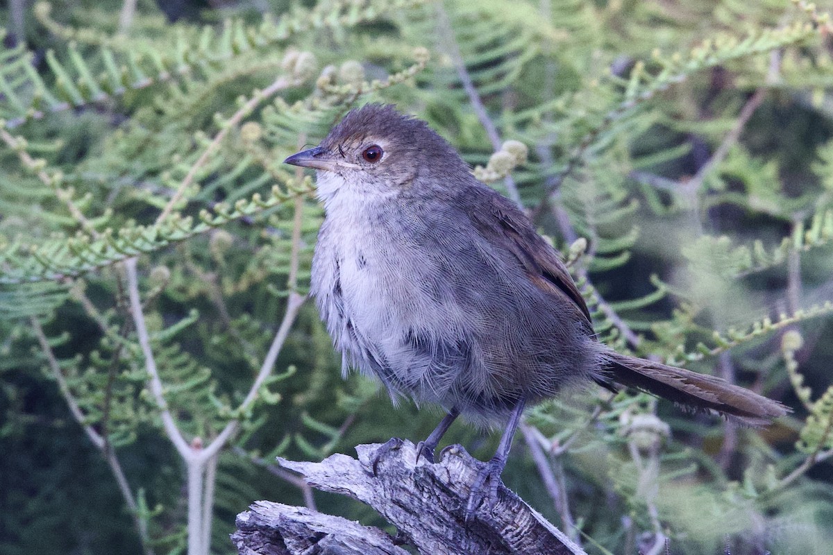 Picocerdas Oriental - ML647395388