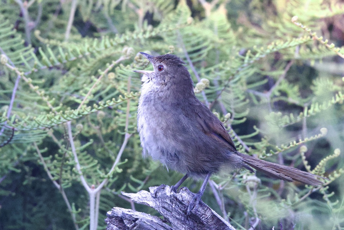 Picocerdas Oriental - ML647395389