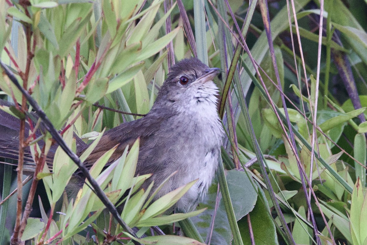 Picocerdas Oriental - ML647395390