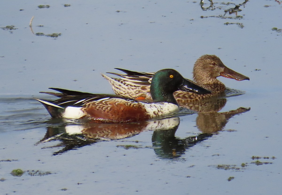 Cuchara Común - ML647395391