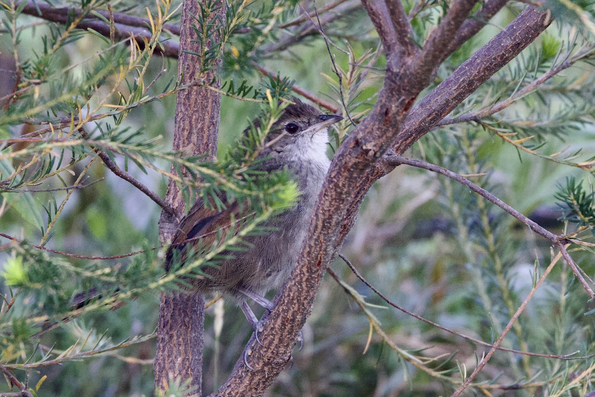 Picocerdas Oriental - ML647395392