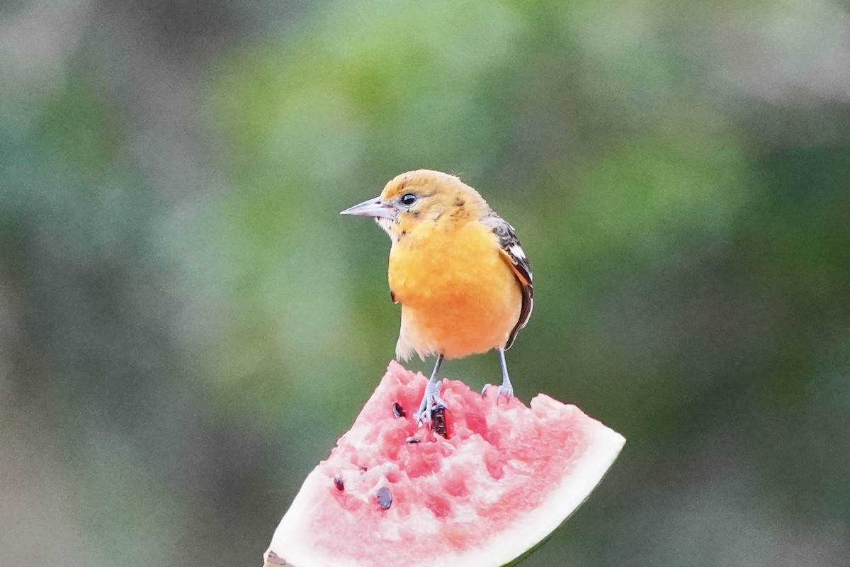 Балтиморский трупиал - ML647395402