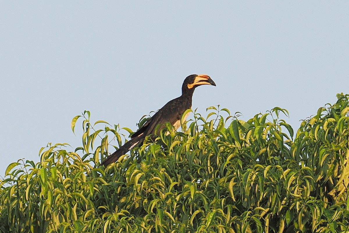 West African Pied Hornbill - ML647395414
