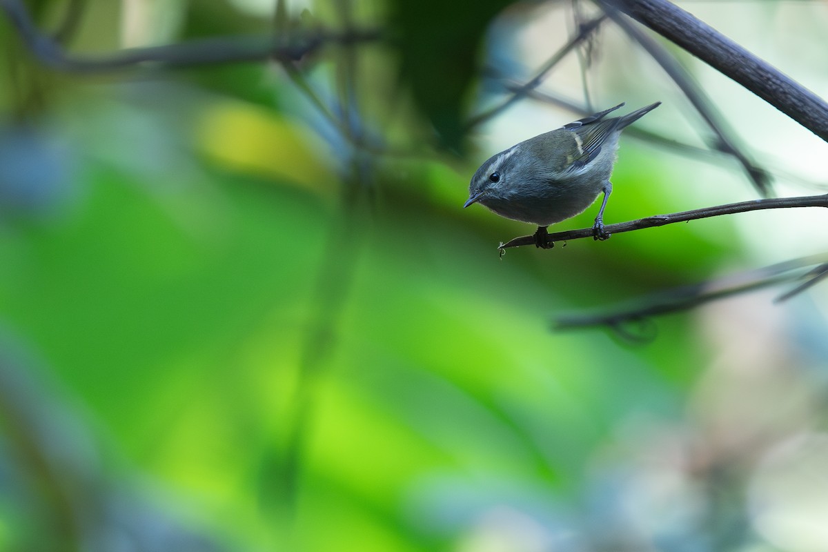 チャバネムシクイ - ML647395415