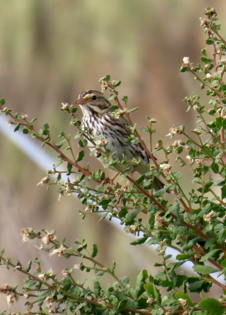 Chingolo Sabanero - ML647395424