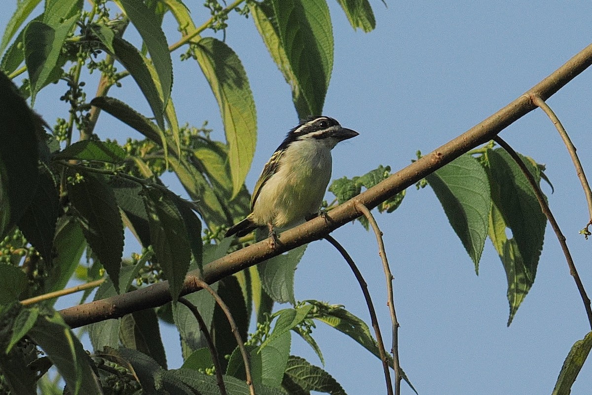 Yellow-rumped Tinkerbird (Yellow-rumped) - ML647395425