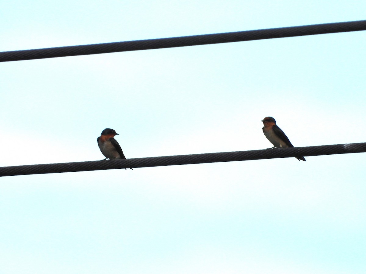 Pacific Swallow - ML647395434