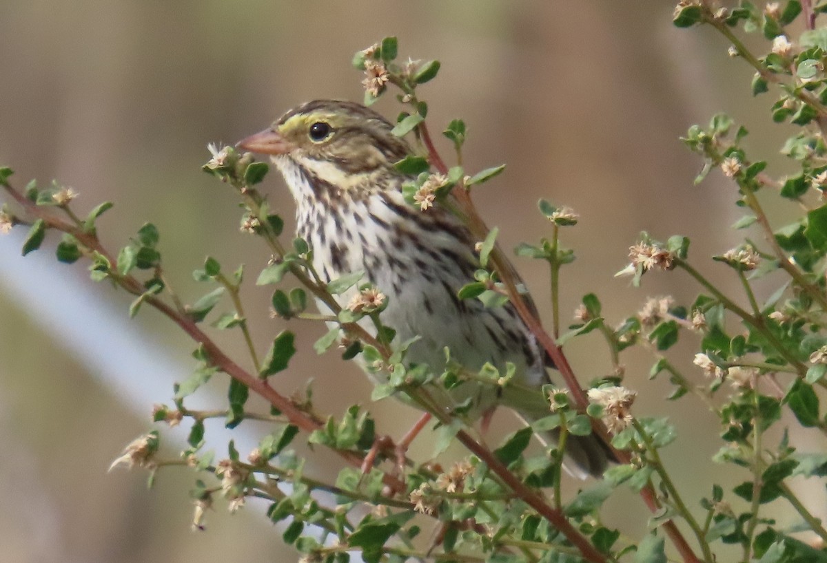 Chingolo Sabanero - ML647395441